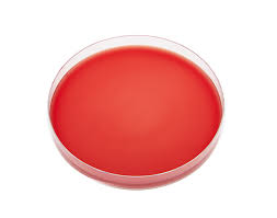 Blood Agar
